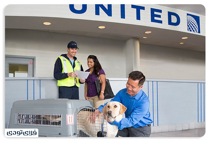 Tips and conditions for transporting a pet by plane