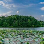 Water lilies in Kiakalaye lagoon