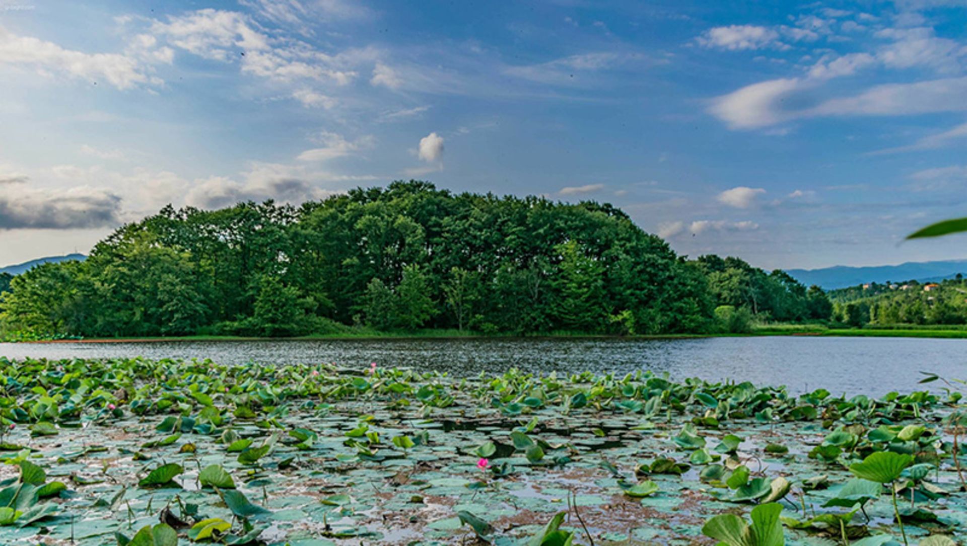 Water lilies in Kiakalaye lagoon