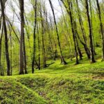 Nahankhoran forest in spring; Photo source: Google Map; Photographer: Mohammad Gharib