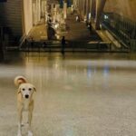 Dog in the Great Egyptian Museum