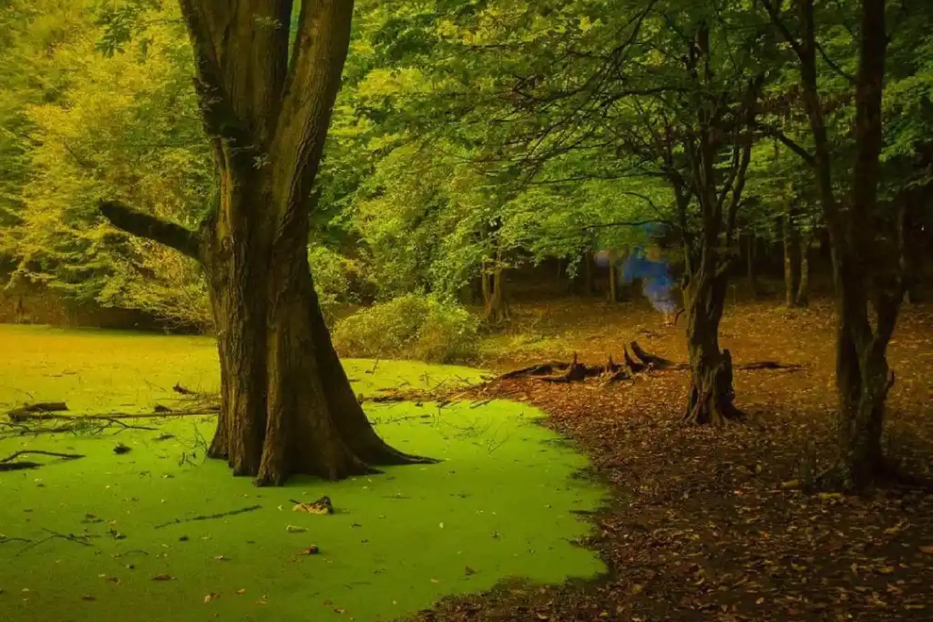 Hessel Marsh