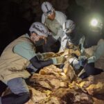 Researchers with helmets and headlamps examining the remains of a cheetah on the cave floor
