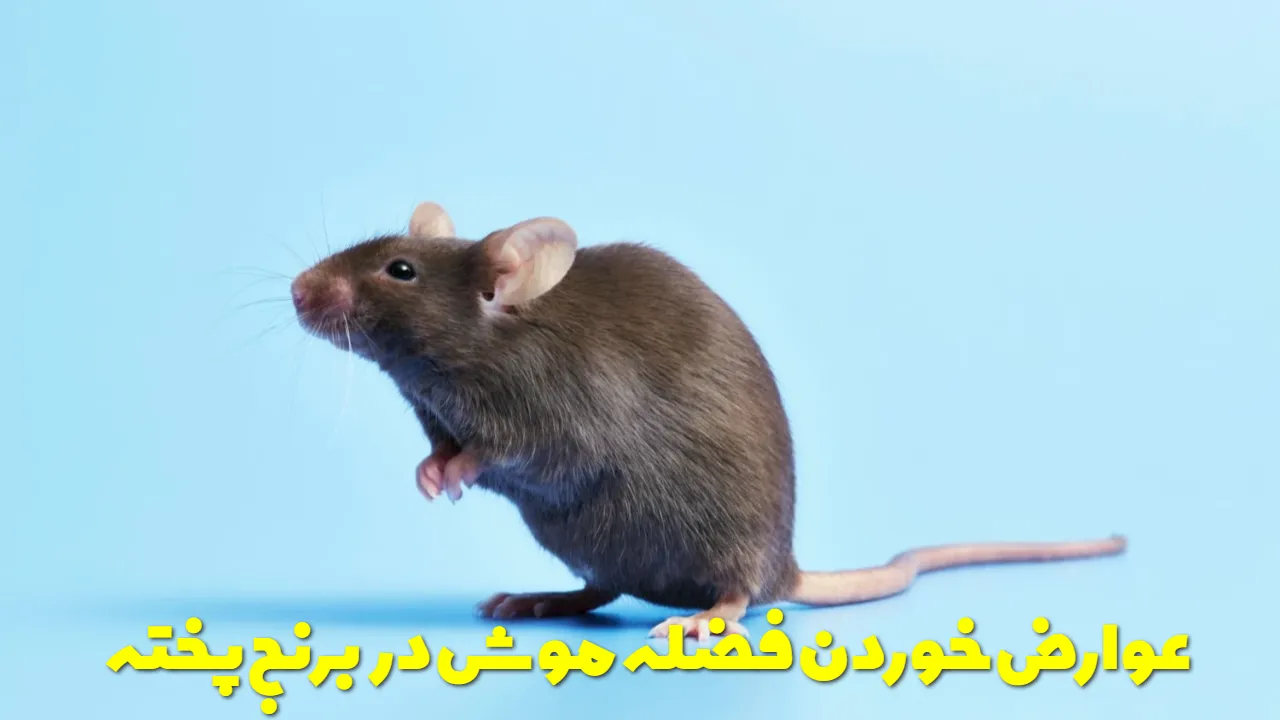Effects of eating mouse droppings in cooked rice