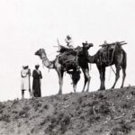 Two camels with sarabans on top of a sand hill in the deserts of Egypt
