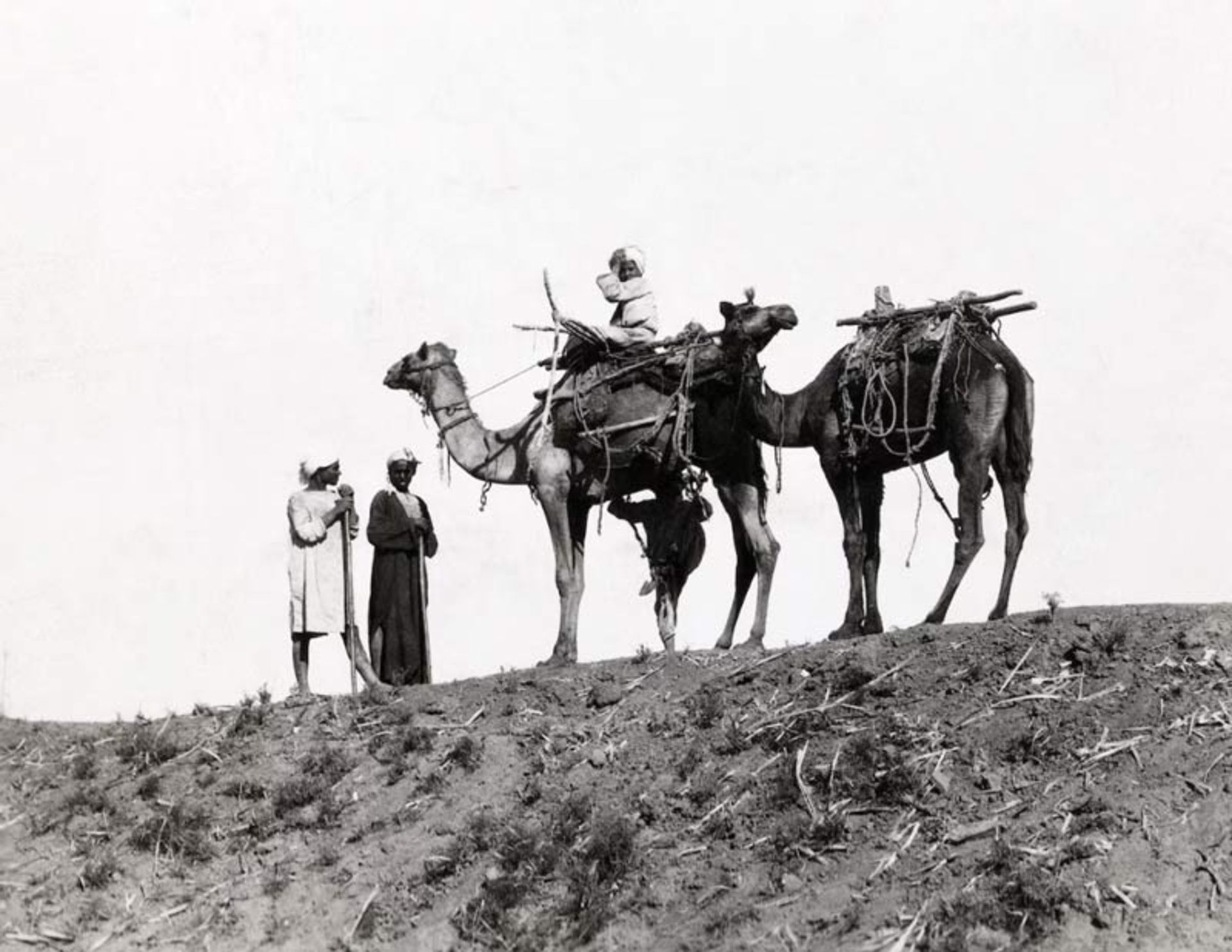 Two camels with sarabans on top of a sand hill in the deserts of Egypt