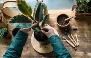 Zero to one hundred pot soil changes at home