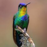 Hummingbirds in the forests of Costa Rica