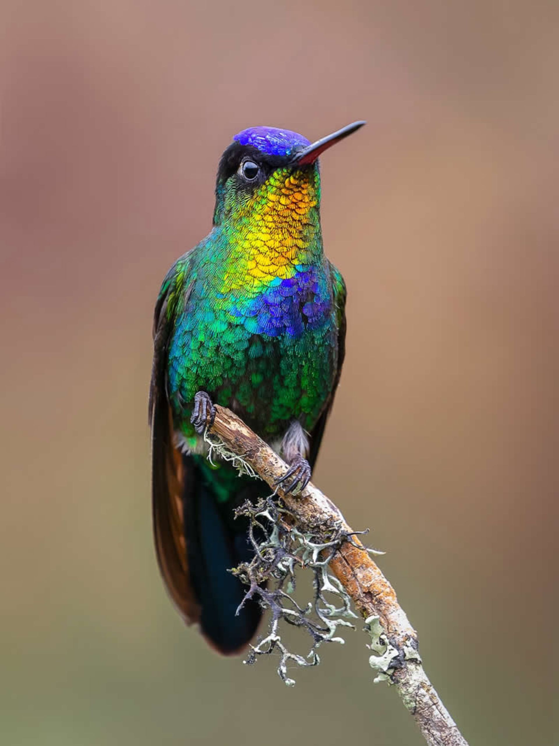 Hummingbirds in the forests of Costa Rica
